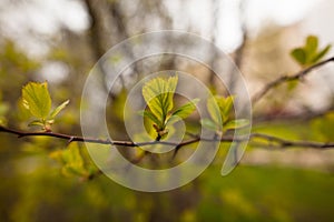 Spring leaves