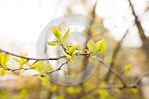 Spring leaves