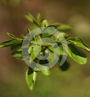 Spring leaves