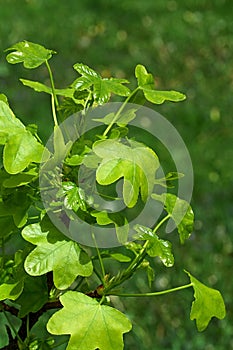 Spring leaves of American Sweetgum tree, also known as American Storax photo