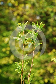 Spring Leaves on Angelino Plum Tree