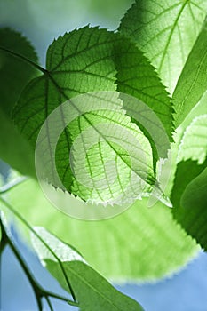 Spring leaves background in sunny day