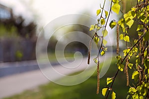 Spring leaves on birches. Blurred background of birch branches with leaves and catkins