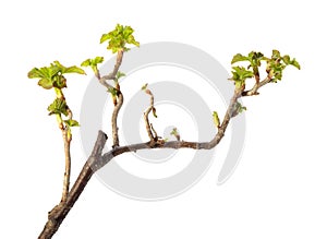 Spring leaves on blackcurrant twig