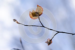 Spring leaves blooming like wings. Young leaves against the sky