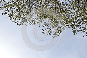 Spring leaves on branches