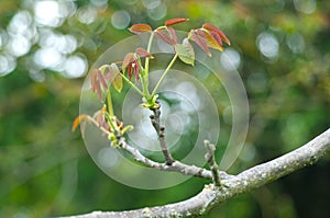 Spring leaves of a forest walnut tree