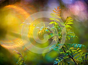 Spring leaves and lens flare