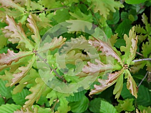 Spring leaves of oak