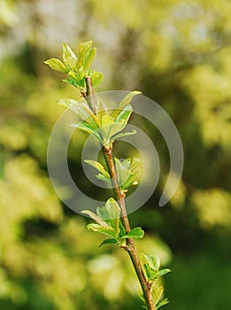 Spring Leaves on Plum Sorriso di Primavera photo