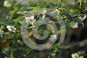 In spring, the leaves of raspberry are bright green and its flowers are snow-white.