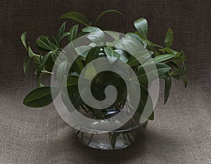 Spring leaves in a round glass vase