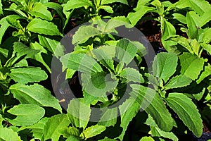 Spring leaves of Stevia plant, well known sugar substitute, also called candyleaf, sweetleaf or sugarleaf