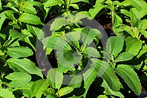 Spring leaves of Stevia plant, well known sugar substitute, also called candyleaf, sweetleaf or sugarleaf photo