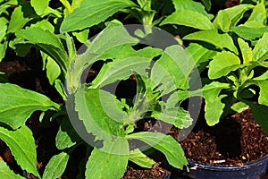Spring leaves of Stevia plant, well known sugar substitute, also called candyleaf, sweetleaf or sugarleaf photo