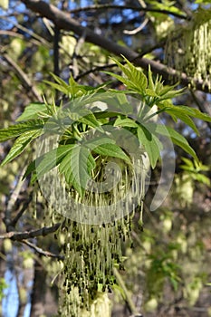Spring leaves in a sunny day
