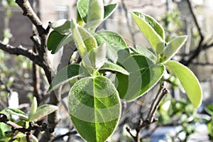 Spring leaves in a sunny day