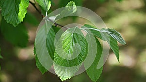 Spring leaves of Whitebeam tree Sorbus Aria slightly moving in breeze, 4K