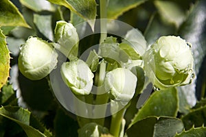 Spring lenten rose flower buds with rain drops photo