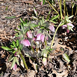 Spring Lenten Roses