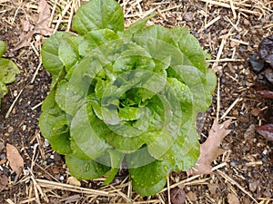 Spring lettuce