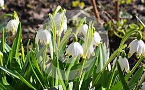 In spring, Leucojum vernum blooms in nature