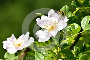 Spring life in nature