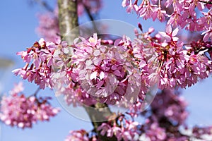 Spring light pink tree prunus campanulata okame in bloom against blue sky