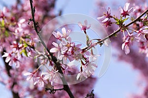 Spring light pink tree prunus campanulata okame in bloom against blue sky