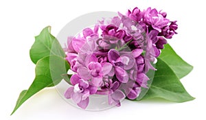 Spring lilac flower