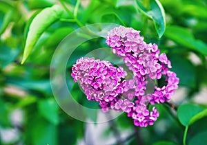 Spring lilac flowers