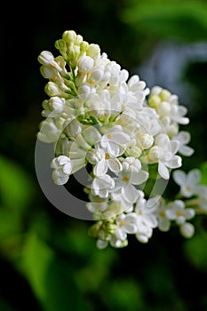 Spring lilac flowers