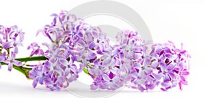 Spring lilac flowers blooming. Isolated on white,