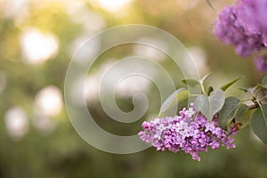 Spring lilac flowers on green background. Selective focus