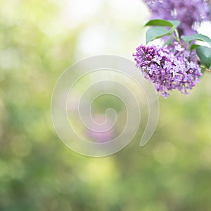 Spring lilac flowers on green background. Selective focus