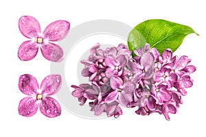 Spring lilac flowers with water drops isolated on white background
