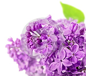 Spring lilac flowers on white background