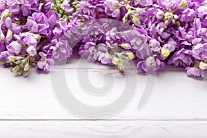 Spring Lilac mattiola flowers