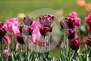 Spring lilac tulips flowers background.Colorful tulip field.