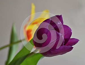 spring lilac tulip photo