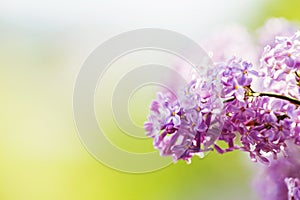 Spring lilac violet flowers