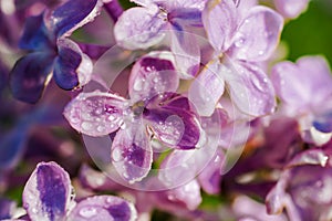 Spring lilac violet flowers, abstract soft floral background. macro