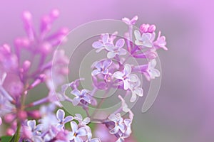 Spring lilac violet flowers, Close-up image