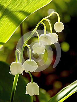 Spring lilly of the valley in the rays of light