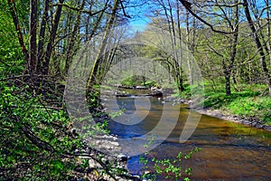 Spring on the little forest river