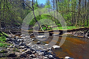 Spring on the little forest river