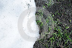 Last snow and first grass.