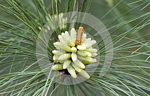 Spring Loblolly Pine Pollen Cones in Georgia, USA