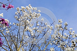 Spring in London. Magnolia `Leonard Messel`, Pink flower and bud opening on tree