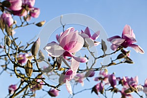 Spring in London. Magnolia `Leonard Messel`, Pink flower and bud opening on tree